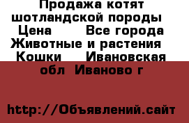 Продажа котят шотландской породы › Цена ­ - - Все города Животные и растения » Кошки   . Ивановская обл.,Иваново г.